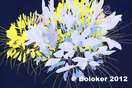 Judd Boloker Night of the Spider Flowers Print