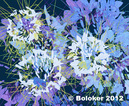 Judd Boloker Flowerburst Print